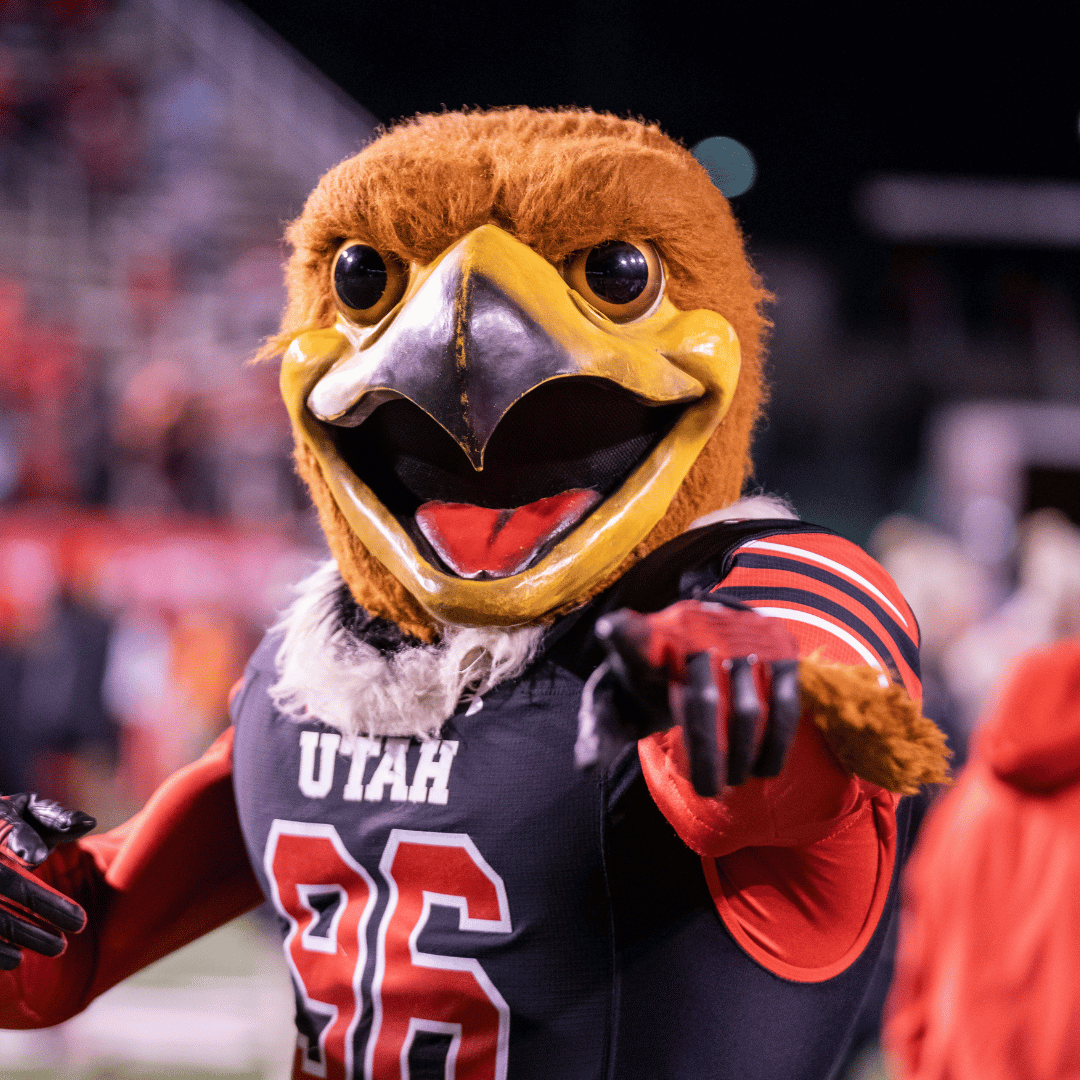 image of swoop the university mascot, a redtailed hawk.